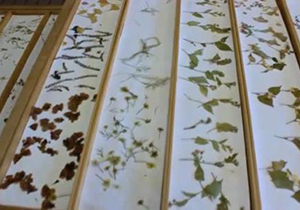 海角HJ4DB5.CCM的颜色分类